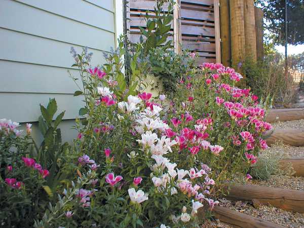 Как красиво посадить цветы в палисаднике перед домом